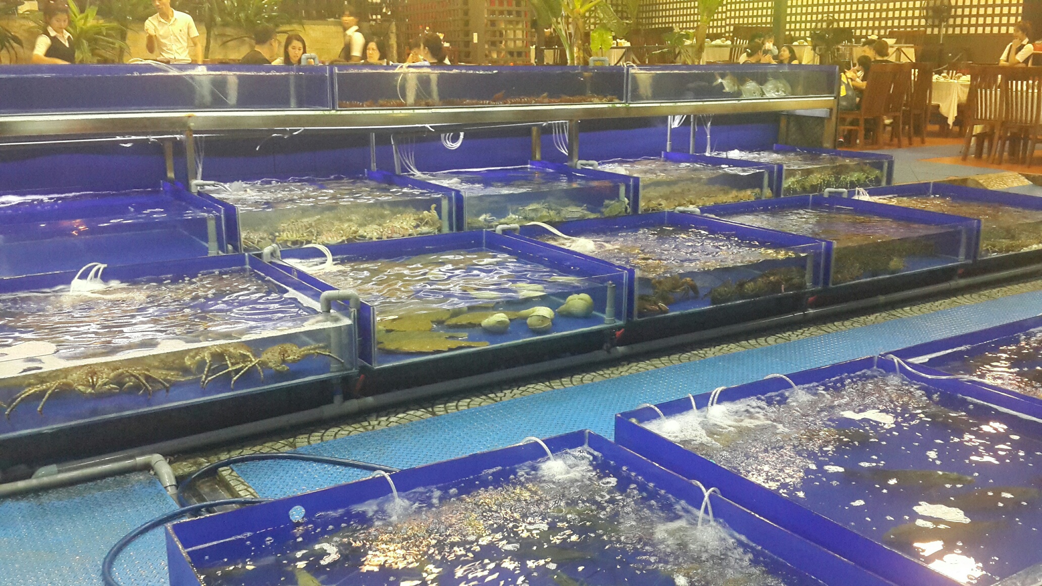 20161221_190403_resized